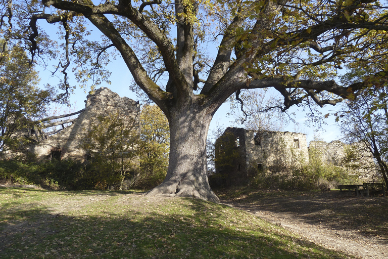 Roverella di Rondinara (9)
